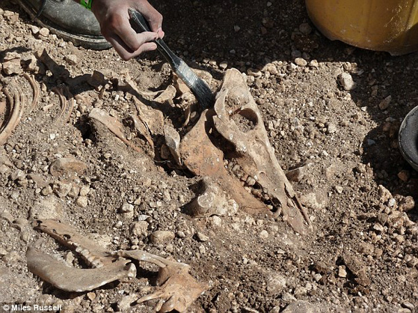 Descubren enterramientos de animales híbridos en un cementerio celta - 1