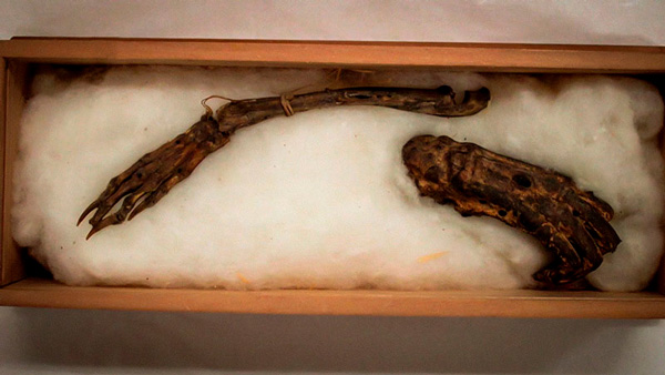Japón exhibirá los huesos que demostrarían la existencia de un ancestral monstruo marino - 2