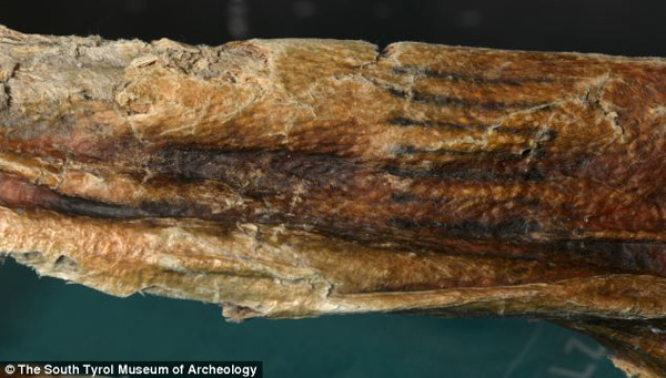 Tatuajes lineales de Ötzi, la momia más antigua de Europa