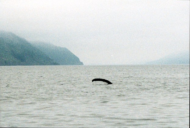 Inédito video habría logrado capturar las primeras imágenes de la mítica criatura del lago Ness - 1