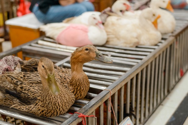 Se terminó el tráfico de animales en los mercados de Bogotá  - 2