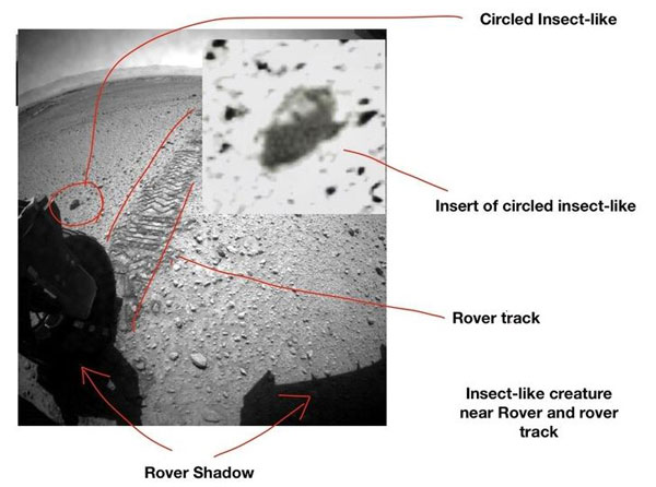Reconocido entomólogo asegura haber hallado insectos en Marte - 2