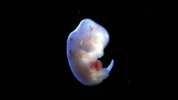 Japón experimentará con embriones híbridos entre humanos y animales  - 1