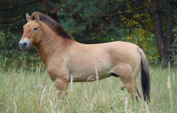 Los caballos salvajes de Chernóbil - 1
