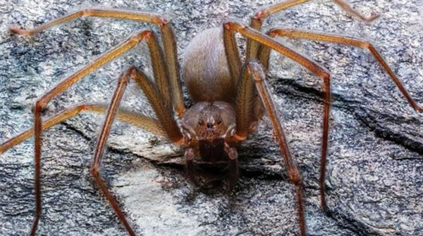 México: descubren una nueva especie de araña violinista - 1