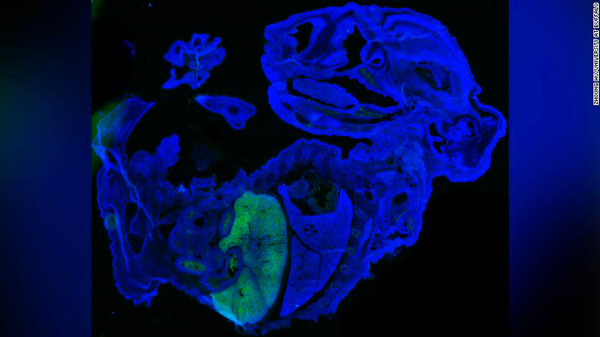 Crean un embrión de ratón que es 4 por ciento humano - 1