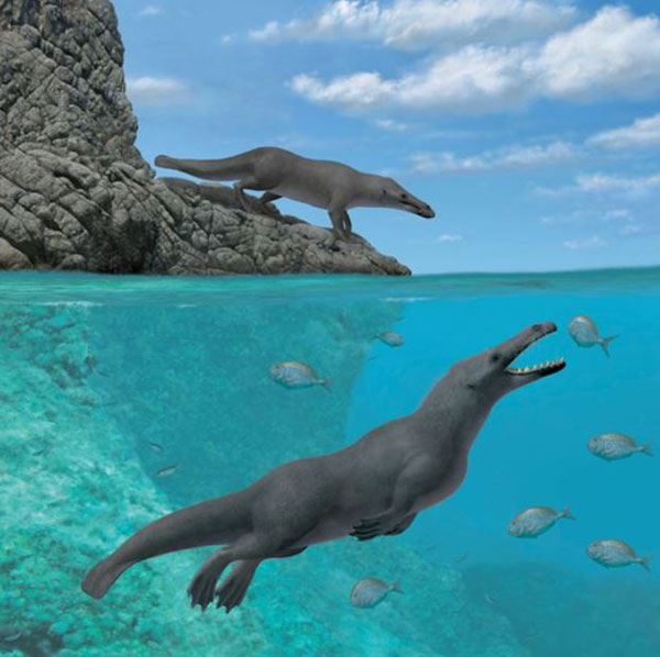El fósil que revela cómo las ballenas llegaron a Sudamérica en cuatros patas - 1