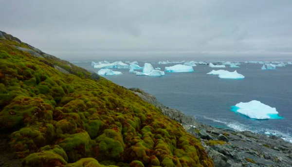 La Antártida se está volviendo verde - 1