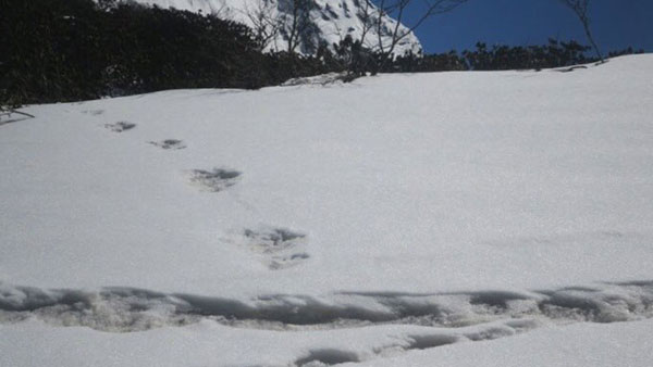 El Ejército indio publicó huellas del 'yeti' en el Himalaya - 1