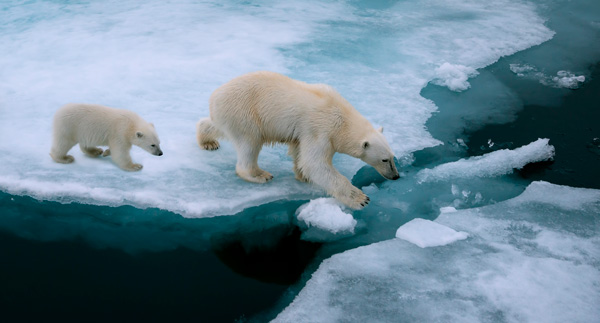 Los osos polares se están volviendo caníbales - 1