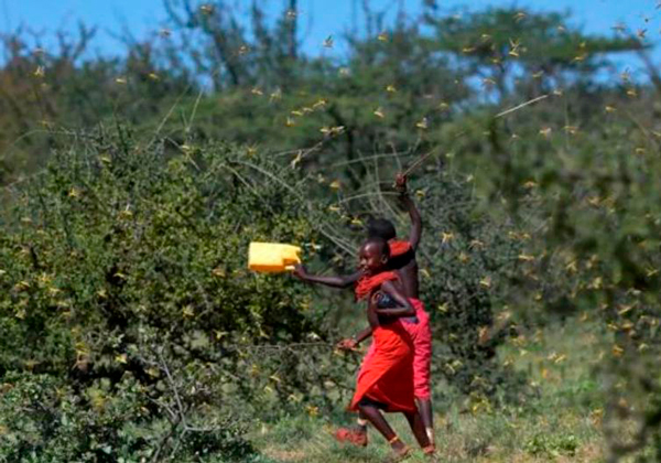 Una plaga de langostas puede dejar sin alimento a millones de africanos - 1
