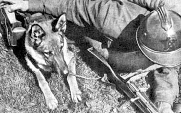 Los macabros perros bomba del Ejército soviético - 3
