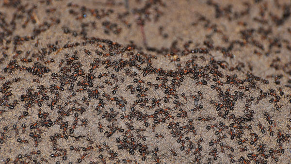 Un millón de hormigas caníbales salen a la superficie - 1