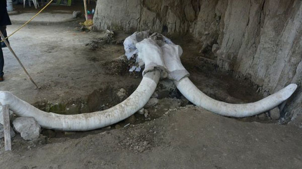 Encuentran en México 14 mamuts de 15 mil años de antigüedad - 1