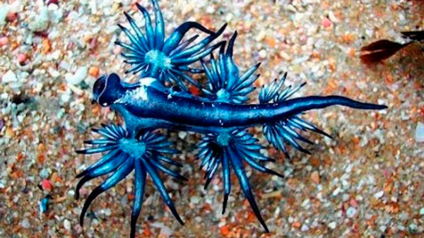 Dragón azul: misteriosa criatura aparecida en la costa de Estados Unidos - 1