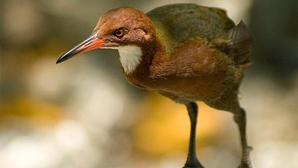 Reaparece un ave extinta hace más de 130 mil años - 1
