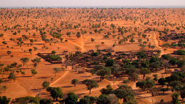Hallan cientos de millones de árboles en el desierto del Sahara - 1