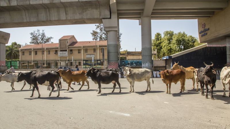 Los animales se adueñan de la ciudad durante el confinamiento - 2