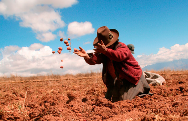 A incrível jornada da batata, que saiu da América do Sul para transformar o mundo - 2
