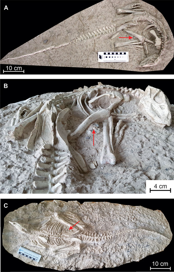 Fascinación entre los arqueólogos por una nueva especie de dinosaurio - 2