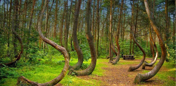 Hoia Baciu: el bosque más embrujado del mundo - 1