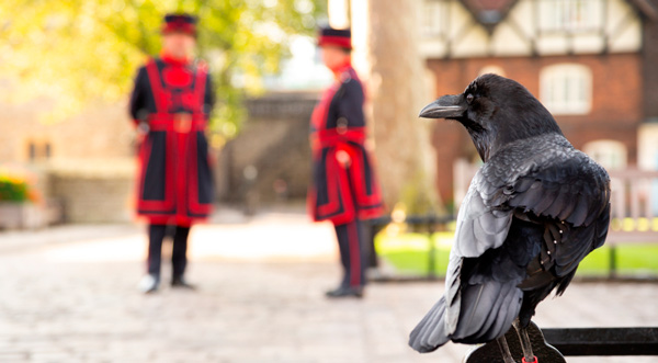 Desaparecimento de um corvo da Torre de Londres pode ser presságio do fim da Monarquia Britânica - 2