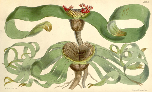  Ilustración de una welwitschia.