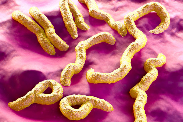 Estos son los virus más peligrosos del mundo - 1