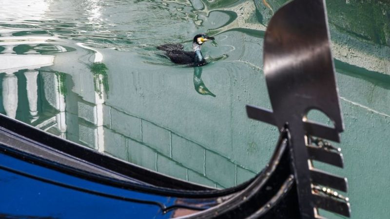 Los animales se adueñan de la ciudad durante el confinamiento - 8