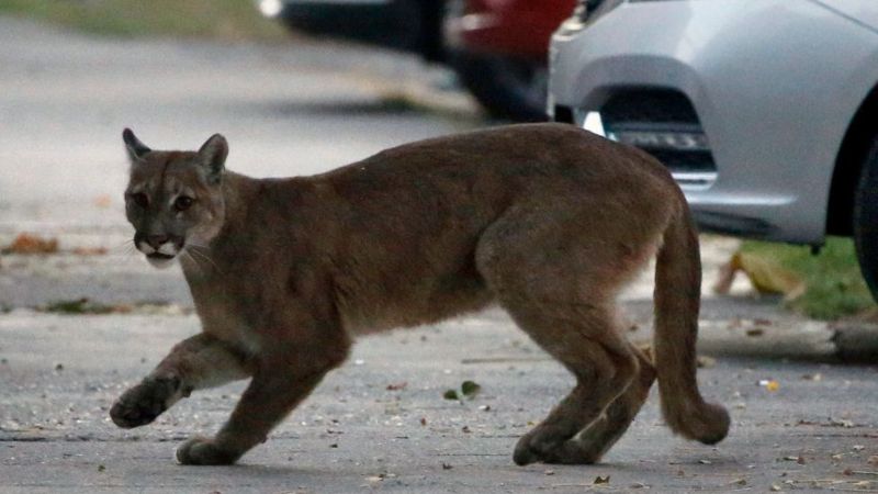 Los animales se adueñan de la ciudad durante el confinamiento - 9