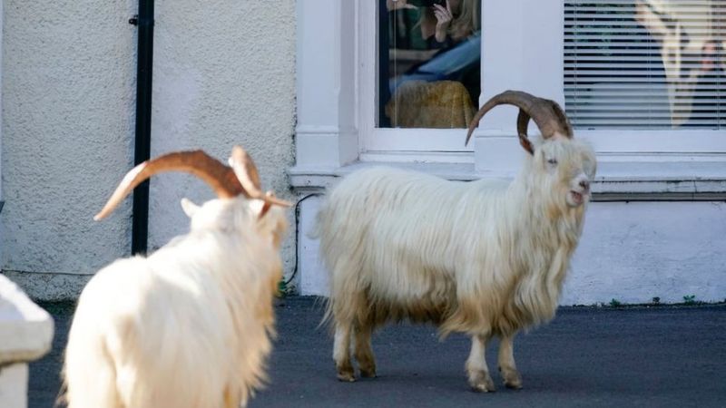 Los animales se adueñan de la ciudad durante el confinamiento - 6