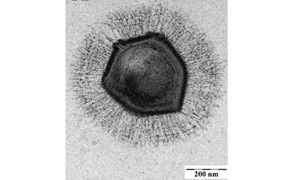 Cientistas da China descobrem vírus gigantes no local mais profundo da Terra - 1