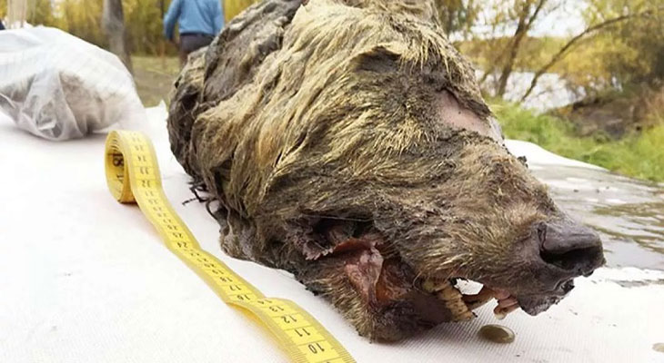 Hallan la cabeza de un lobo prehistórico en Siberia - 1